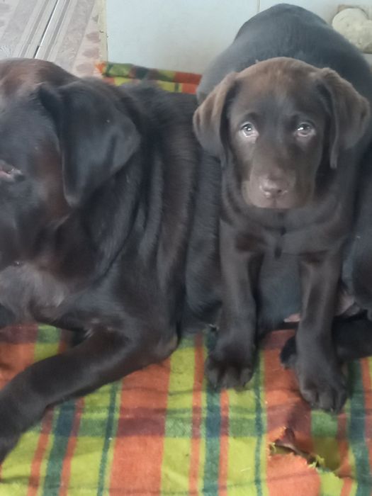 Цуценятко лабрадор.