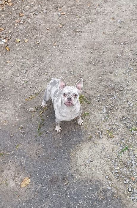 Терміново дівчинка Лілова Мерле