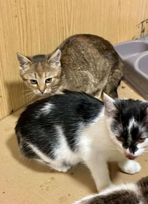 Kocięta szukają domków tymczasowych