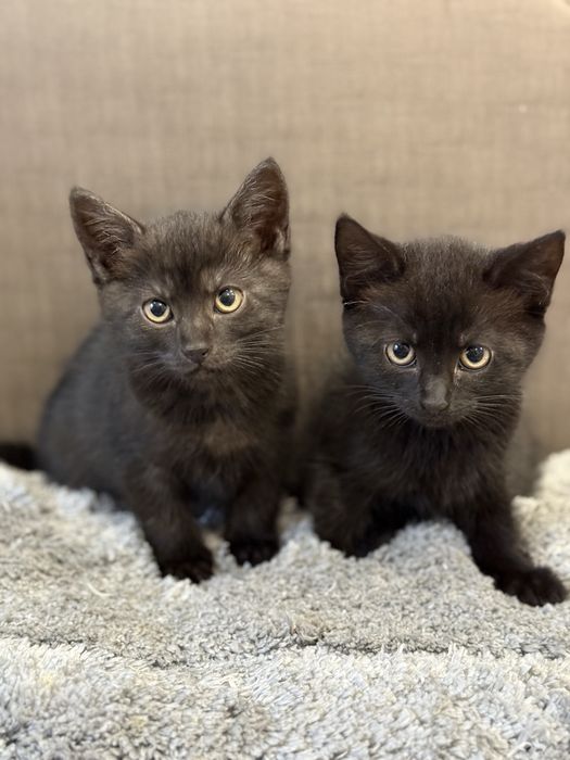 Прекрасные кошечки ищут семью. Привезем бесплатно.