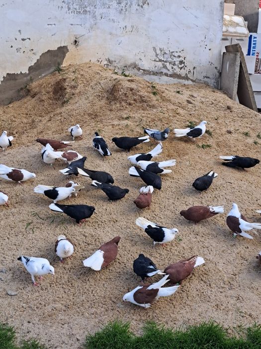 Sprzedam gołębie ozdobne (orliki, boki)