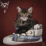 Lukas czarny klasyk maine coon