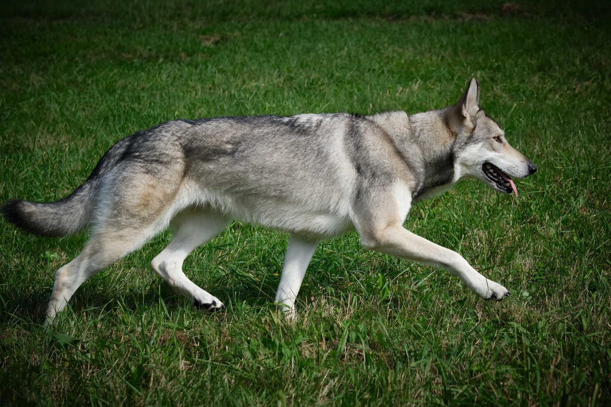 Wilczak Saarloosa - Saarlooswolfhond FCI - Wilczaki.pl