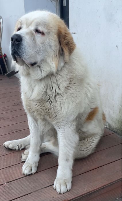 Najukochańszy leniuszek do adopcji – poznaj Rokiego