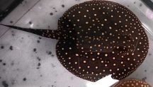Płaszczki różne odmiany. Potamotrygon P14 galaxy 16cm. Cetarius