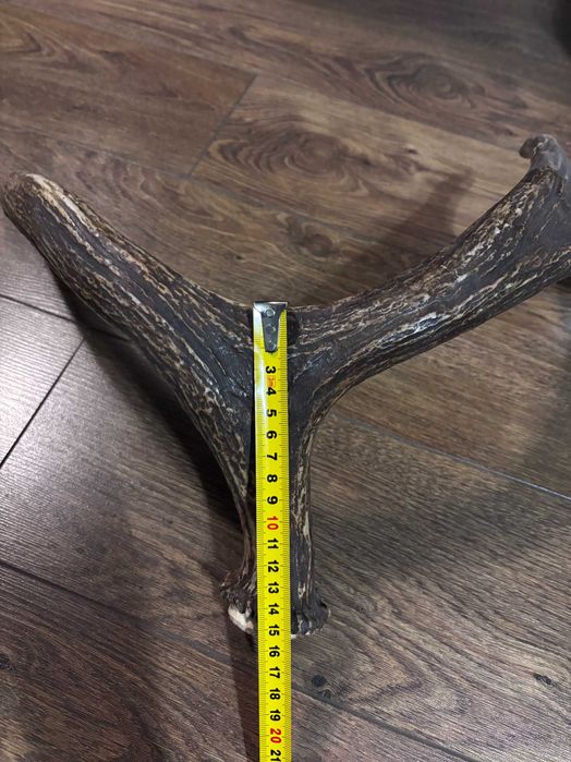 Продам роги оленя