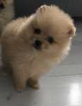 Szpic Miniaturowy Pomeranian samiec xs