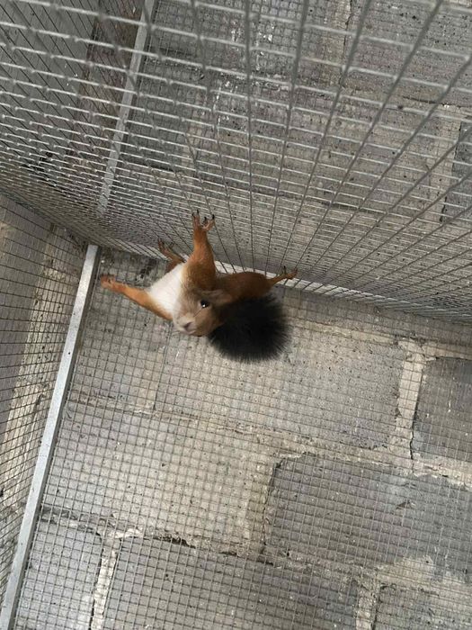 Wiewiórki japonskie samce