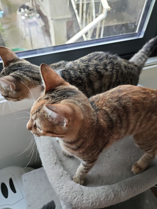 Gatinhos adoráveis para adoção — Macho e Fêmea, 3 meses, inseparáveis