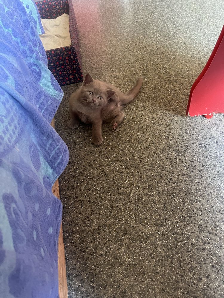 Котята британские