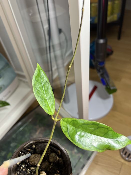 Hoja Monica cala roslina