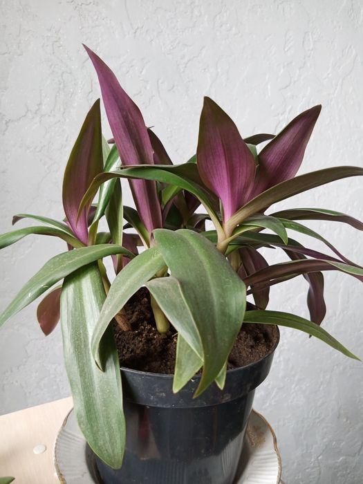 Комнатные цветы Рео и денежное дерево