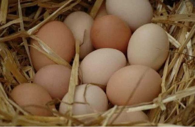 Jaja wiejskie jajka mendel 15 szt