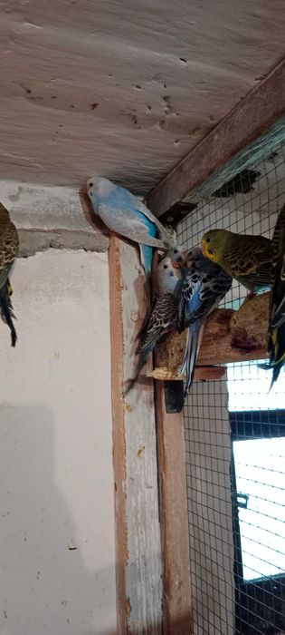 Papugi faliste młode