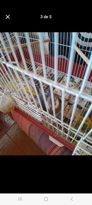 Caturra mais gaiola