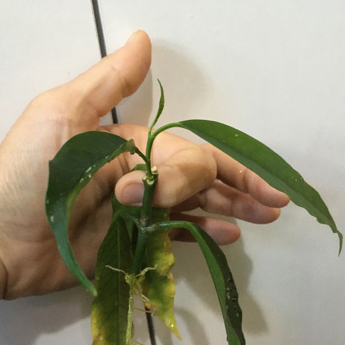Hoya hoja lockii rośnie