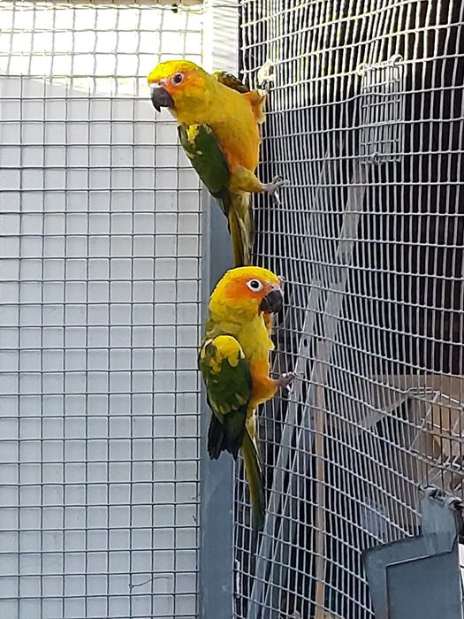 Aratingas sol  de 2025