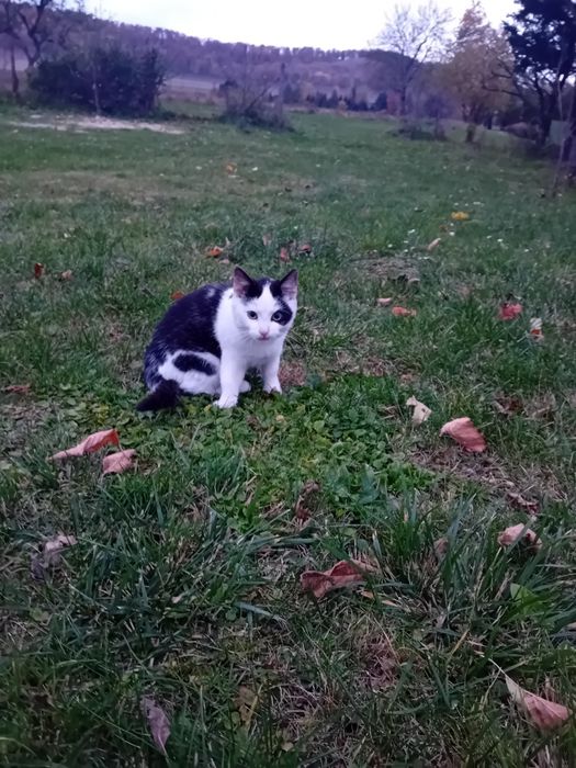 5 miesięczne koty szukają wspaniałych domków