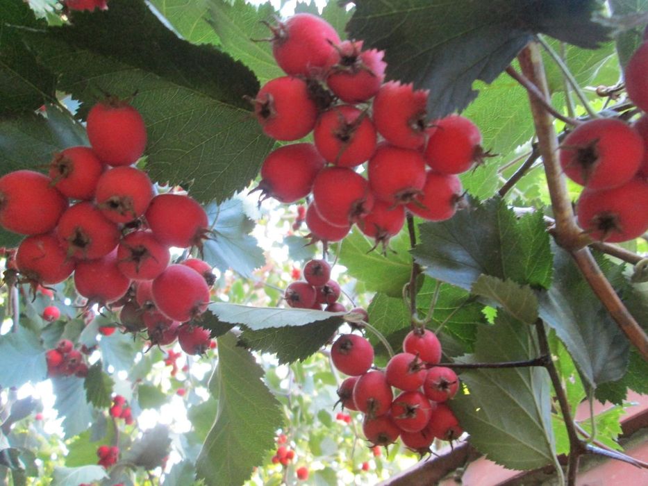 Продам  саженцы крупноплодного садового боярышника сорт Арнольди