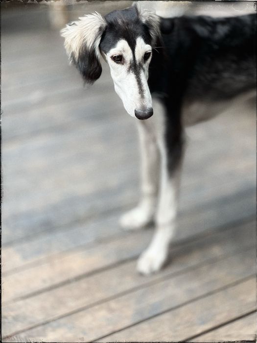 Chart perski saluki gotowy na nowy dom ZkwP FCI