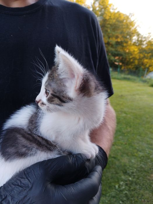 Kocięta szukają swojego Człowieka