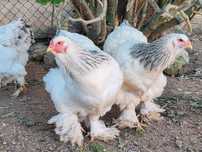 Ovos de Galinhas raça brahmas /Garnizes miniatura