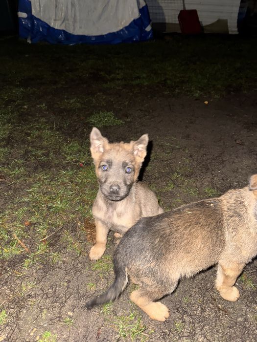 Owczarki belgiski/niemiecki