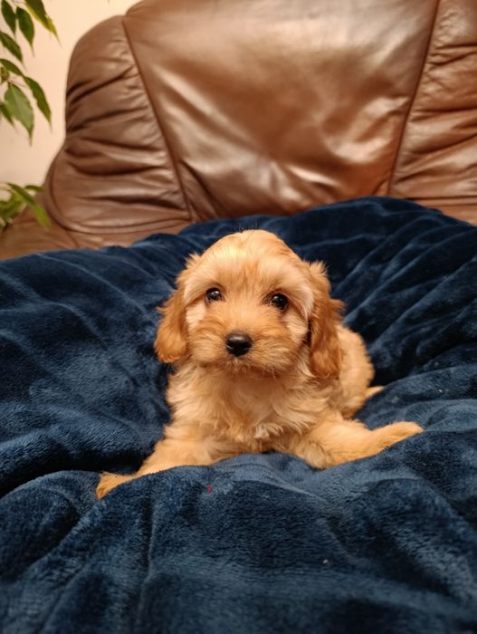 Piękna Suczka Cavapoo
