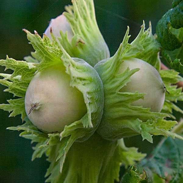 Саженцы Фундука. Лісовий горіх. Фундук Трапезунд