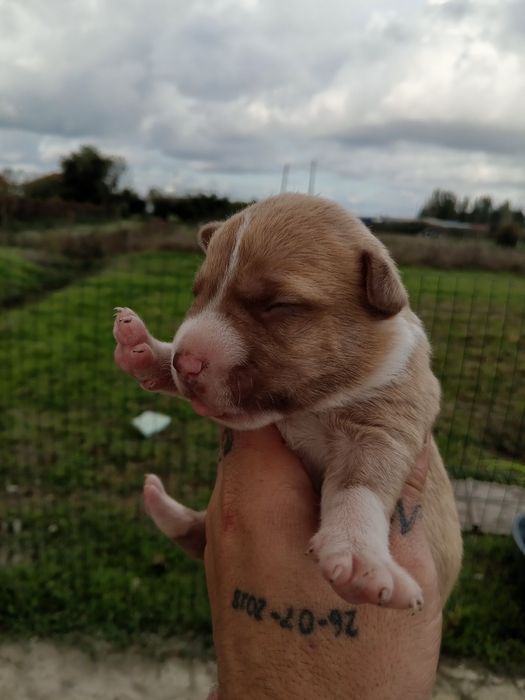 Lindos American Staffordshire Terrier