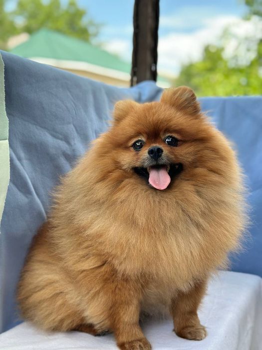 Мальчик Померанский шпиц/вязка