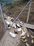 Patos pequenos grandes e médios