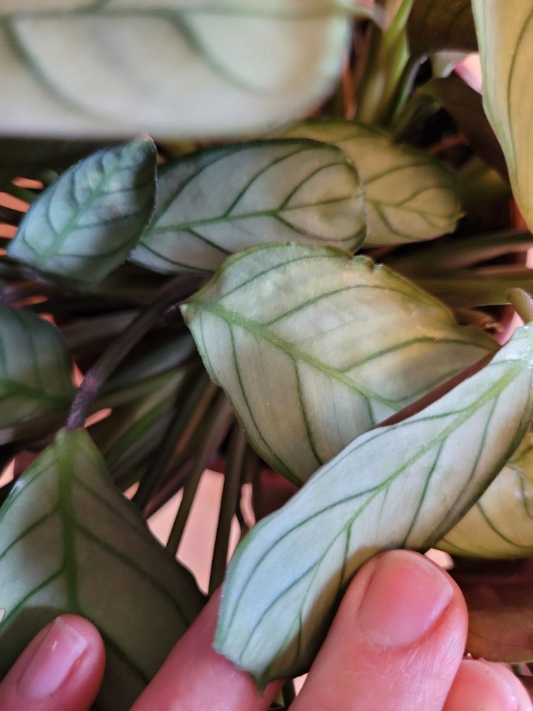 Calathea kwiatek w doniczce