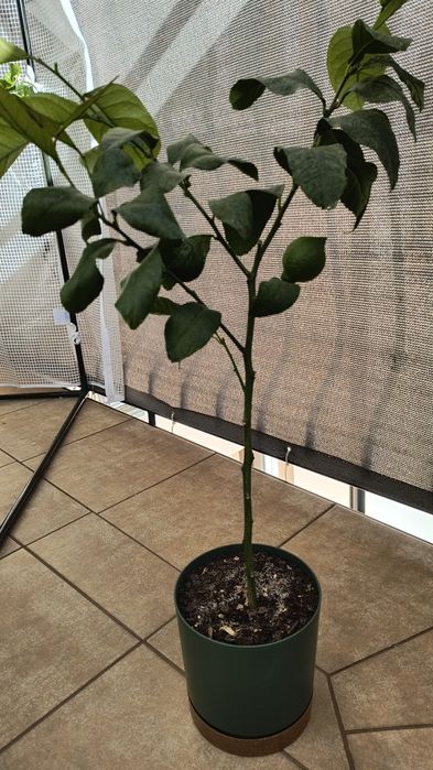 Sprzedam drzewko cytrusowe