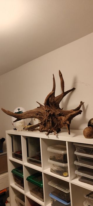 Korzeń XXL do akwarium lub terrarium