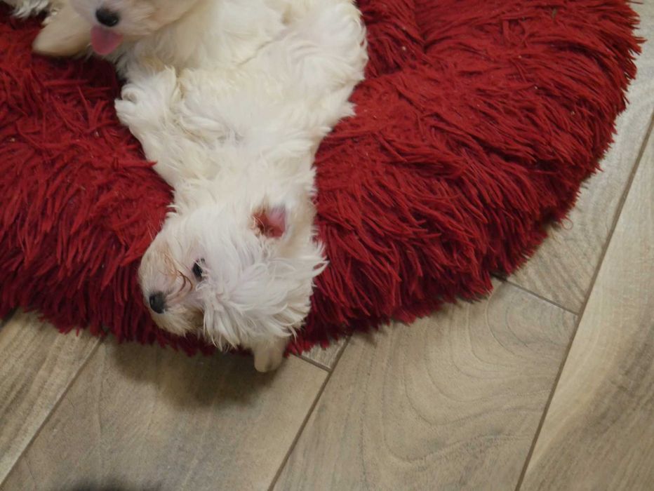 Maltańczyk -Mini sunia