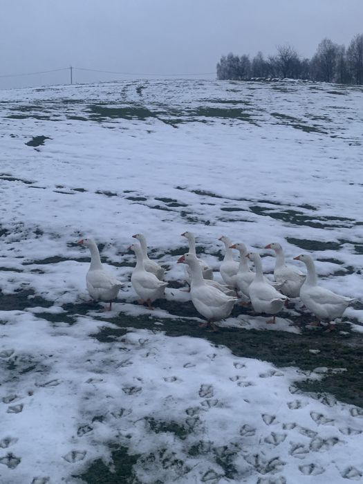 Sprzedam żywe gęsi