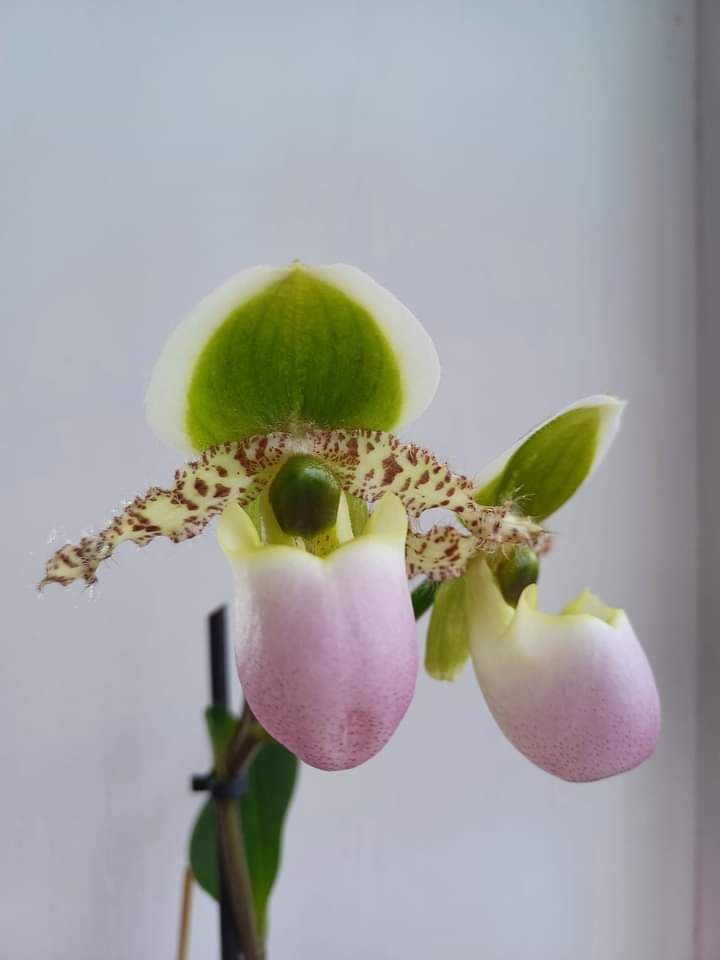 Орхідея Пафіопедилум
