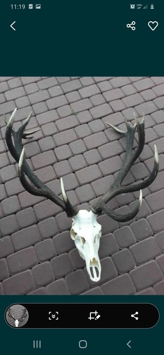 Poroże rogi jelenia 7,2 kg