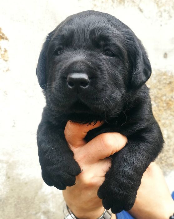 Labrador Retriever Preto  Lop e afixo