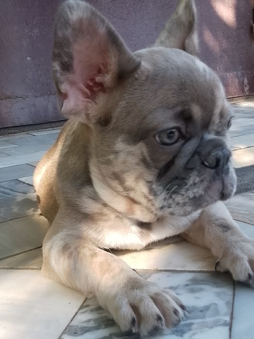 Цуценя французького бульдога