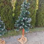 Choinka na pniu 220cm diamentowa