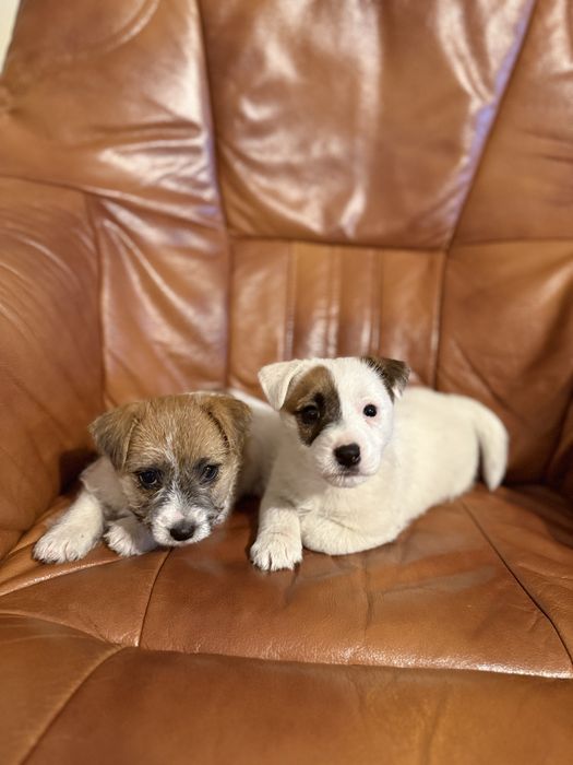 Jack Russell Terrier