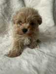 Maltipoo samiec mama maltnaczyk tata pudel toy