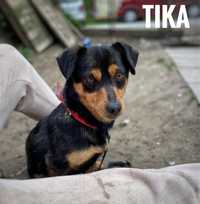 7 kg, 2 letnia Tika do adopcji. Mała