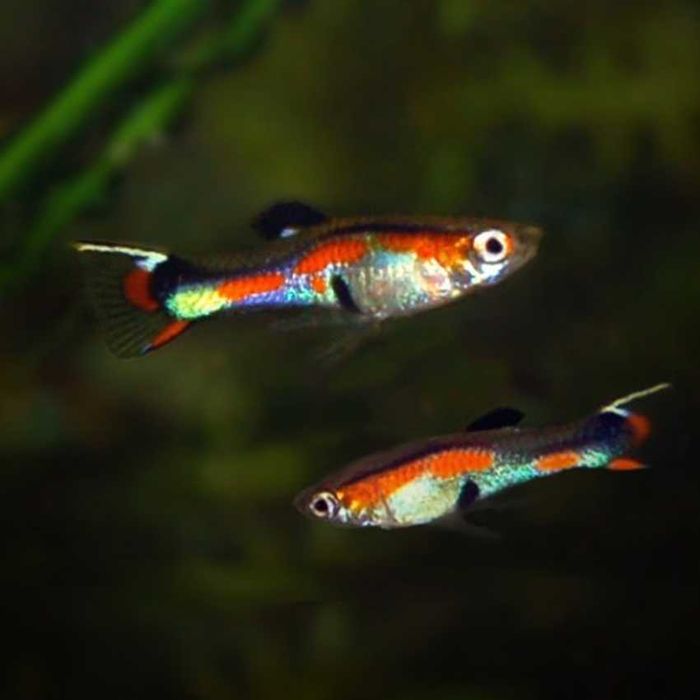 Peixes Guppy Endlers