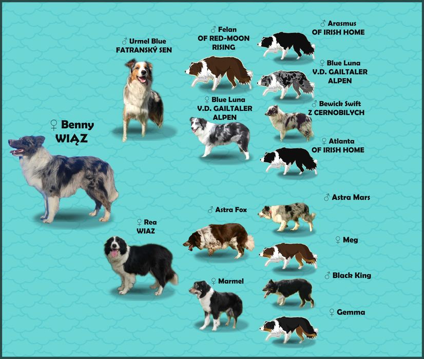 Rasowy BORDER COLLIE czystej krwi z Hodowli, pełna dokumentacja
