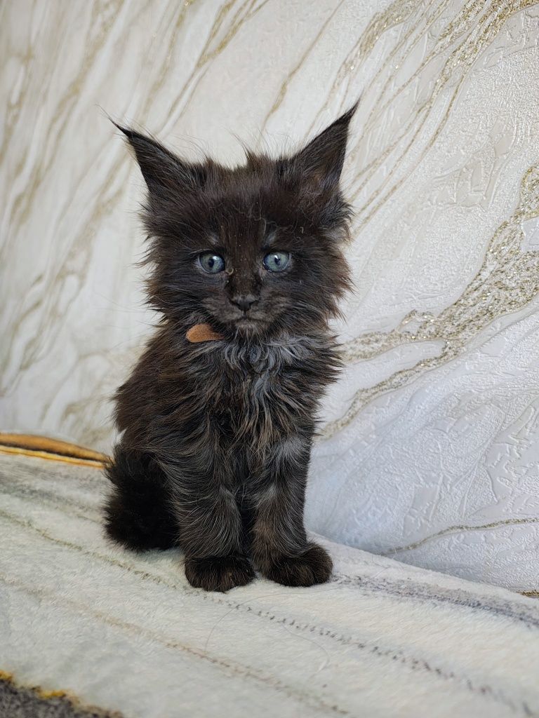 Kocurek Maine Coon
