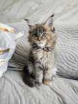 Kotka Maine Coon