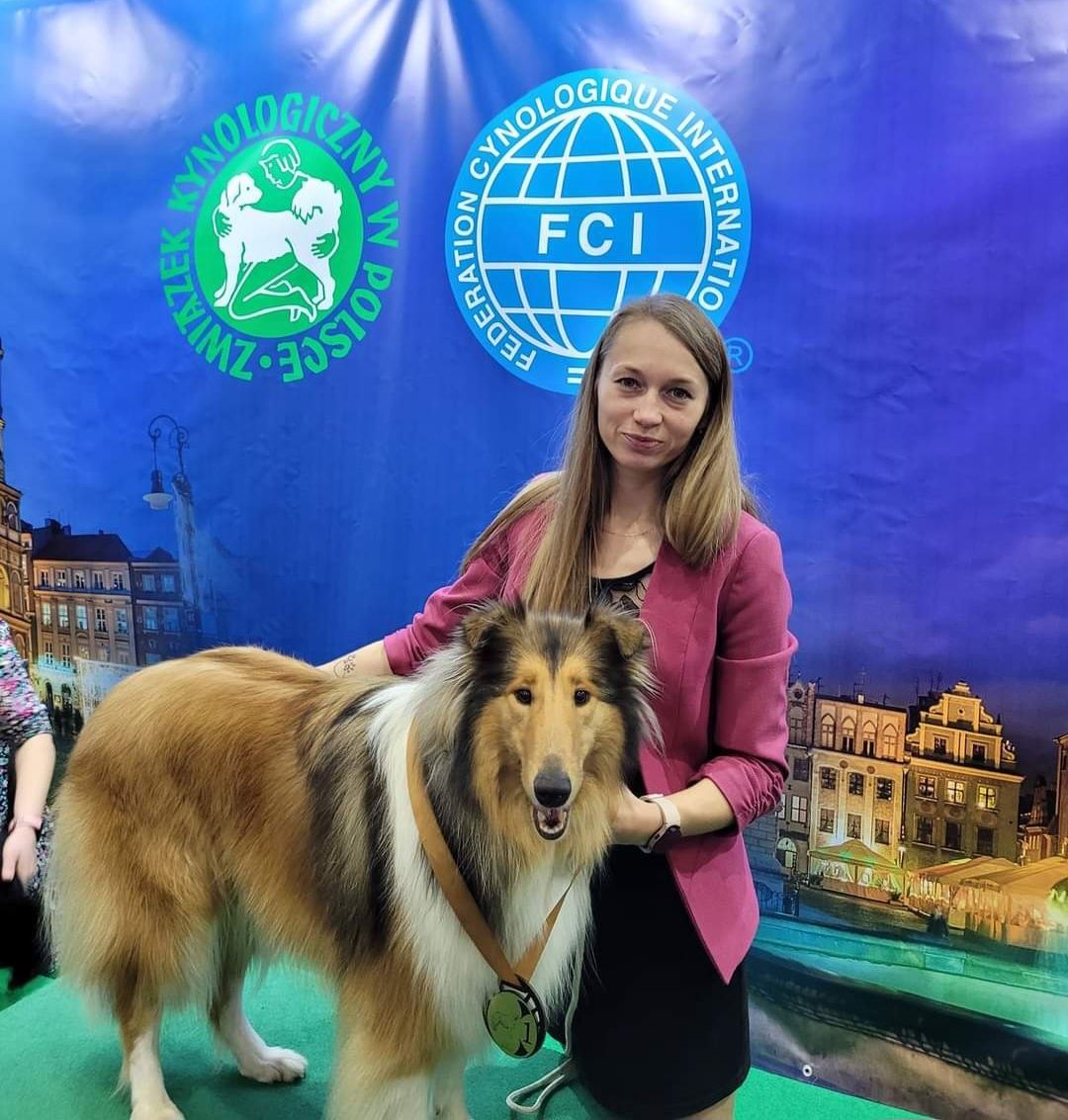 Owczarek Szkocki Długowłosy Collie Lessie FCI